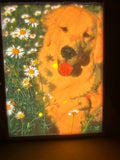 Verlichte lithophane fotolamp met kleurrijke foto van een hond tussen witte bloemen.